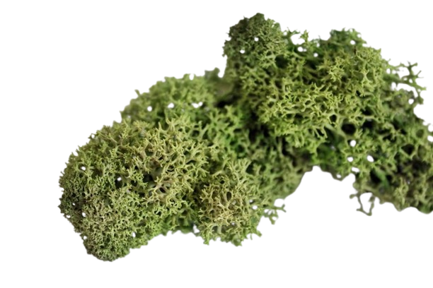 MECH-Premium-CHROBOTEK-KRZACZKI-Lesny-5g-Marka-inna-removebg-preview.png